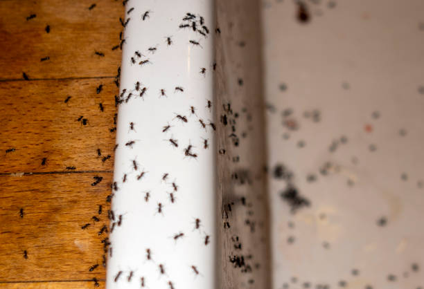 Spider Control Near Me in Panthersville, GA