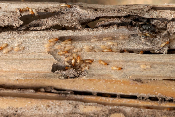 Best Affordable Pest Control Services  in Panthersville, GA
