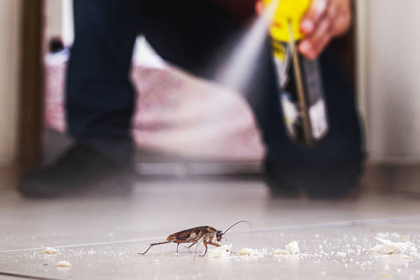 Best Spider Control Near Me  in Panthersville, GA